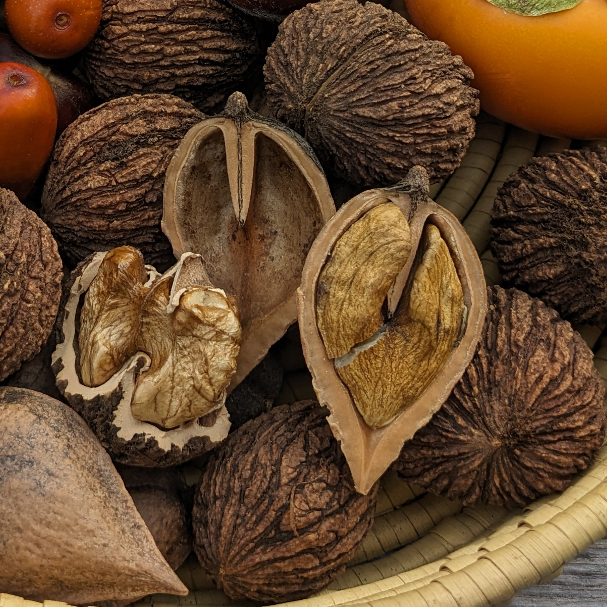 a photo featuring two halves of a heartnut shell, one empty and the other containing a nut, among other nuts and fruits