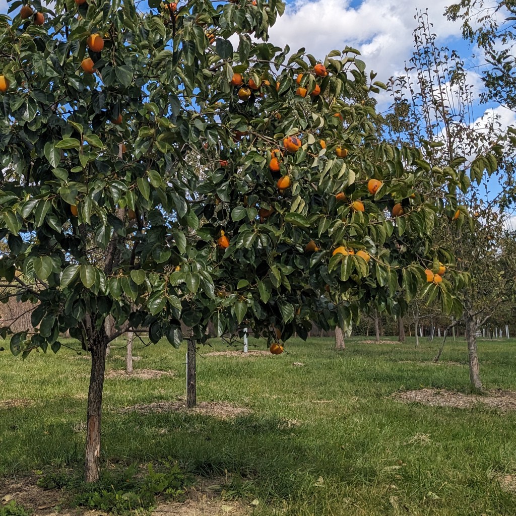 Permaculture Design Course